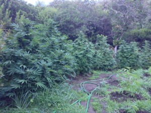 nuova piantagione di cannabis trovata dai cc siniscola