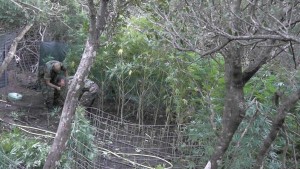 piantagione di droga sequestrata cc siniscola