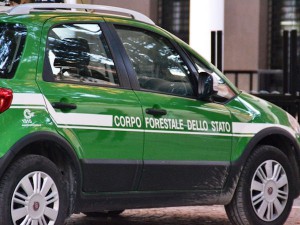 auto forestali