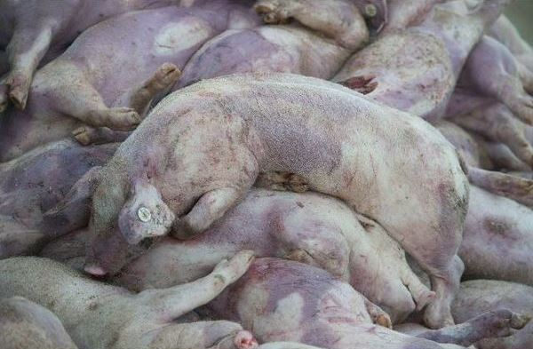 peste suina_nuovi abbattimenti in sardegna