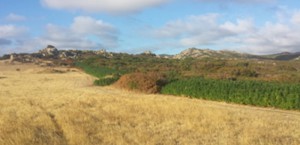 Operazione Green Thumb dei carabinieri di Sassari2
