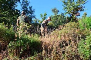 piantagione cannabis nelle campagne di Dorgali