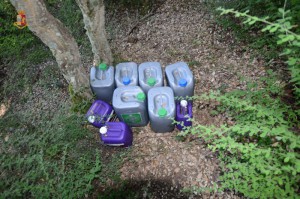 Piantagione cannabis con 2500 piante trovare da polizia oristano2_concimi per le piante