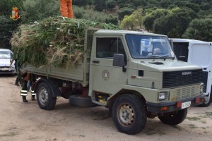 Piantagione cannabis con 2500 piante trovare da polizia oristano_camion