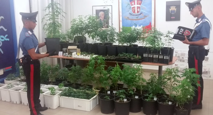 piante marijuana con cc comp alghero