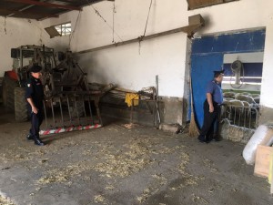 Controlli in ovili del territorio del comune di Carbonia da parte dei carabinieri
