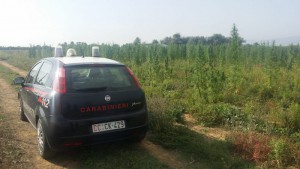 carabinieri su furto marijuana terapeutica