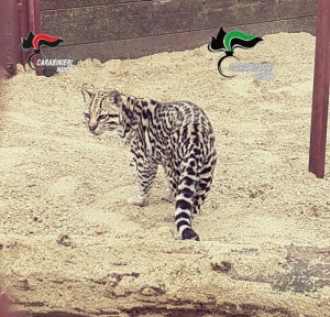 acelot sequestrato in uno zoo abusivo di Dorgali