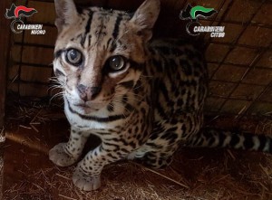 piccoli ocelot sequestrati in un zoo abusivo di Dorgali dai carabinieri