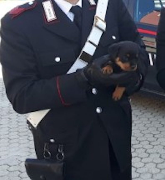 Cucciolo