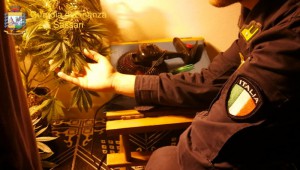 gdf_coltivazione marijuana
