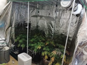 serra cannabis selargius