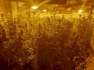Serra cannabis trovata a Ussana e arrestato giovane