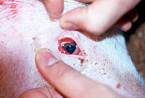 Peste suina_maiale gia' infetto