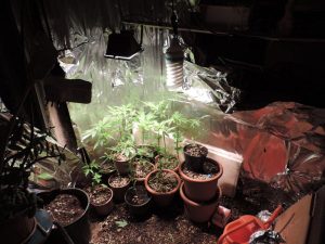 serra artigianale di coltivazione di cannabis