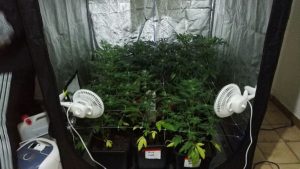 sequestrata da guardia di finanza di cagliari piantagione cannabis2