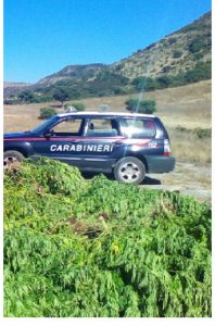 cc alghero sequestrano piante droga