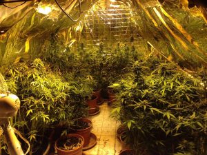 operazione carabinieri campo nomadi selargius_trovata piantagione cannabis