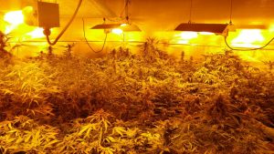cento-piante-di-cannabis-trovate-in-casa-di-stefano-lecca-di-furtei