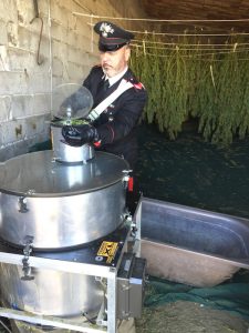 ovile trasformato in sede di lavorazione di cannabis