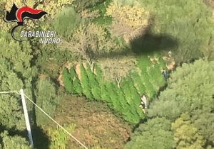Scoperte e sequestrate da carabinieri Budoni tre piantagioni di proprieta' di un allevatore arrestato2