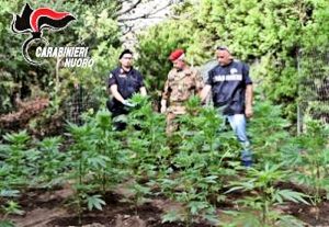 Trovata nuova piantagione di Cannabis nel nuorese dai carabinieri