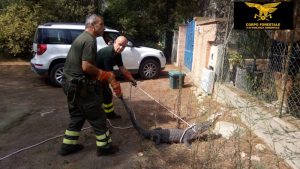 Cattura caimano fuggida da circa in Sardegna2