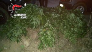 Piantagione cannabis a Tertenia