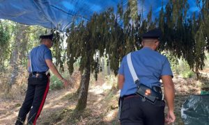 Piante di cannabis appese per essicare