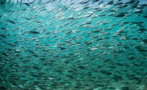 Sardine