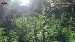 gdf SS_Scoperte e sequestrate piantagioni droga2